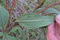 Helianthus schweinitzii
