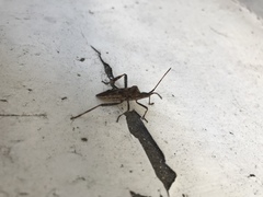 Leptoglossus occidentalis