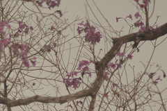 Handroanthus heptaphyllus