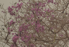 Handroanthus heptaphyllus