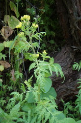 Descurainia myriophylla