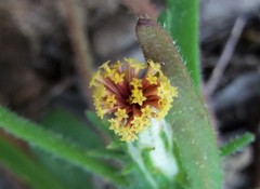 Podotheca angustifolia