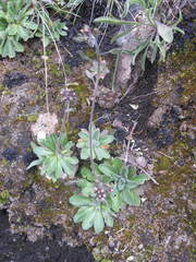 Draba cuzcoensis