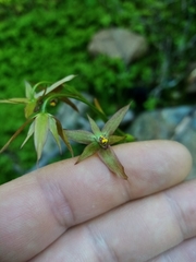 Gilliesiinae