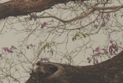 Handroanthus heptaphyllus