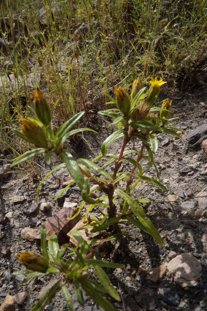 Pectis sessiliflora
