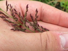 Leptochloa panicoides
