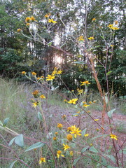 Helianthus schweinitzii