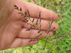 Leptochloa panicoides