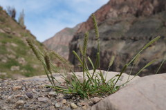 Eragrostis peruviana