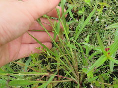 Leptochloa panicoides