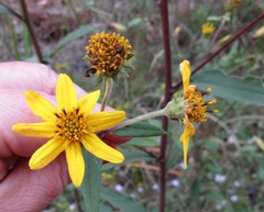 Helianthus schweinitzii