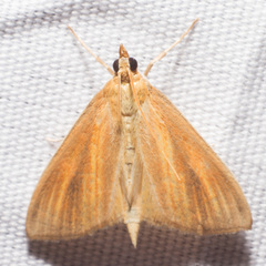 Nascia acutellus