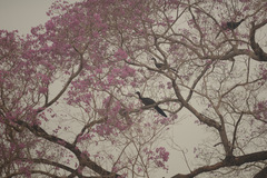 Handroanthus heptaphyllus