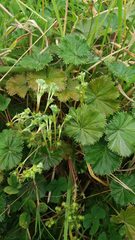 Alchemilla orbiculata