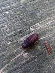 Cuterebra emasculator