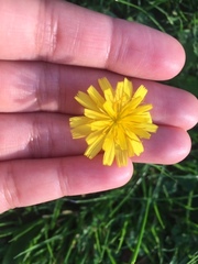 Scorzoneroides autumnalis