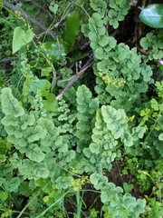 Adiantum chilense scabrum