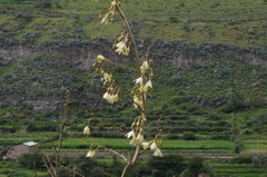 Furcraea andina