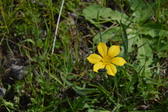 Sisyrinchium graminifolium