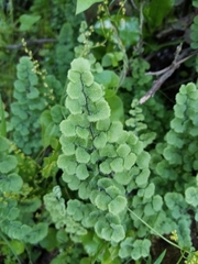 Adiantum chilense scabrum