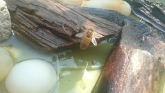 Apis mellifera