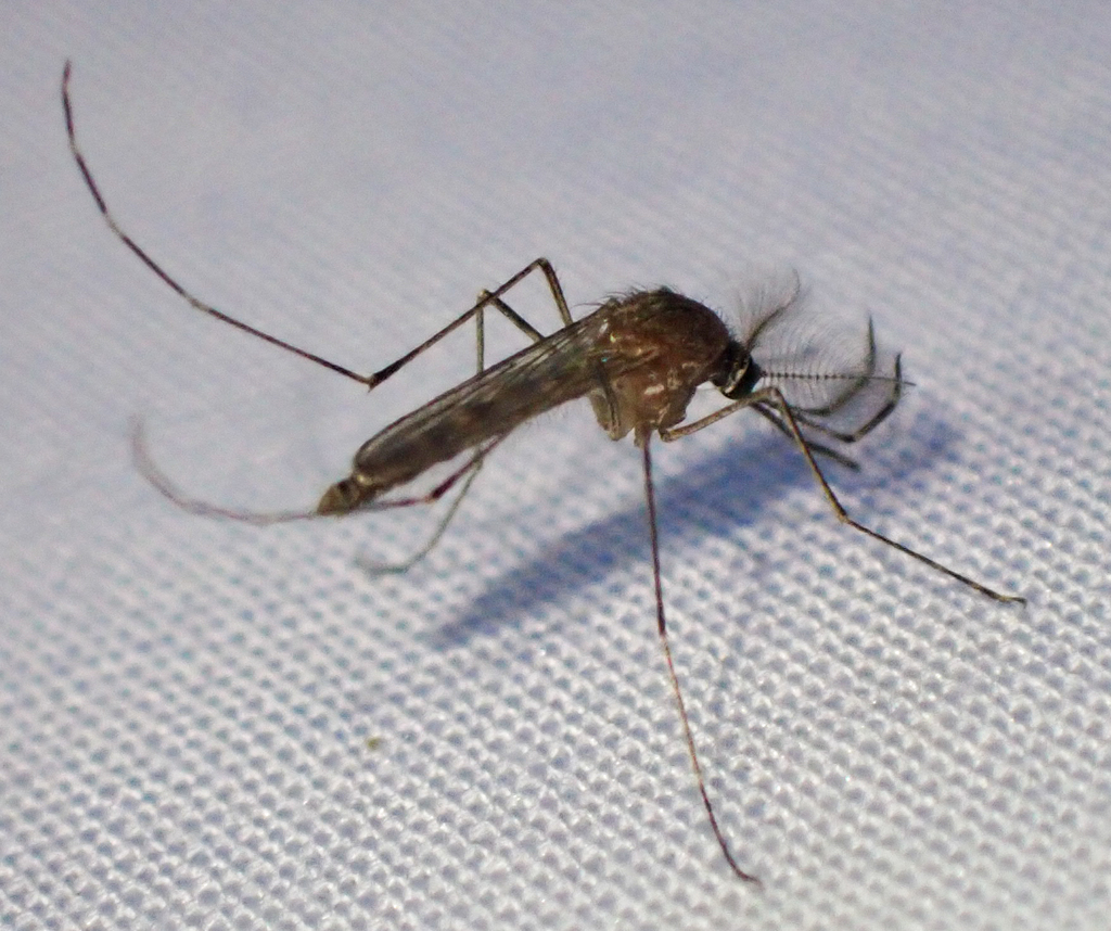 Culex thriambus