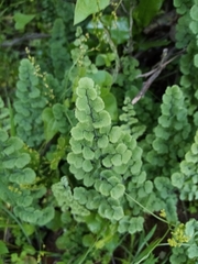 Adiantum chilense scabrum