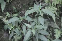 Ageratina riparia