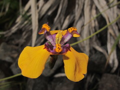 Hesperoxiphion pardalis