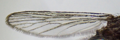Culex thriambus