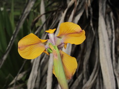 Hesperoxiphion pardalis