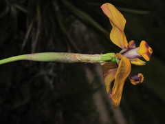 Hesperoxiphion pardalis