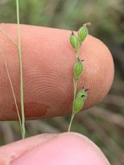 Kellochloa brachyantha