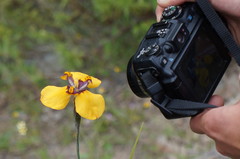 Hesperoxiphion pardalis