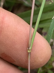 Kellochloa brachyantha