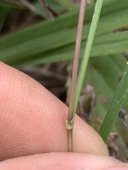 Kellochloa brachyantha