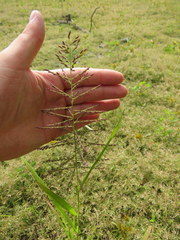 Leptochloa panicoides