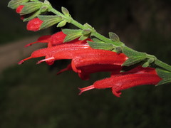Salvia haenkei