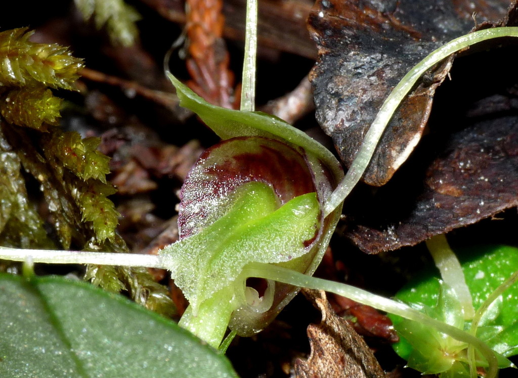 Corybas rivularis