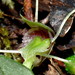 Corybas rivularis - Photo (c) harrylurling, some rights reserved (CC BY-ND), uploaded by harrylurling
