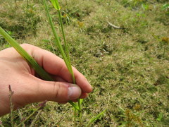 Leptochloa panicoides