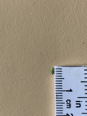 Kellochloa brachyantha