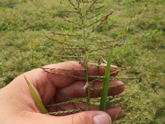 Leptochloa panicoides