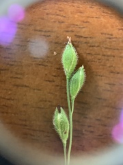 Kellochloa brachyantha