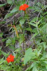 Ipomoea nationis