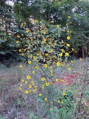 Helianthus schweinitzii