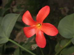 Jatropha macrantha