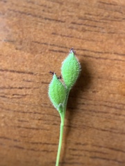 Kellochloa brachyantha