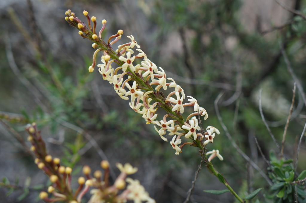 Mulguraea arequipensis